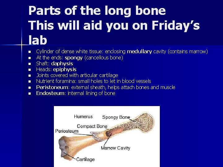 Parts of the long bone This will aid you on Friday’s lab n n