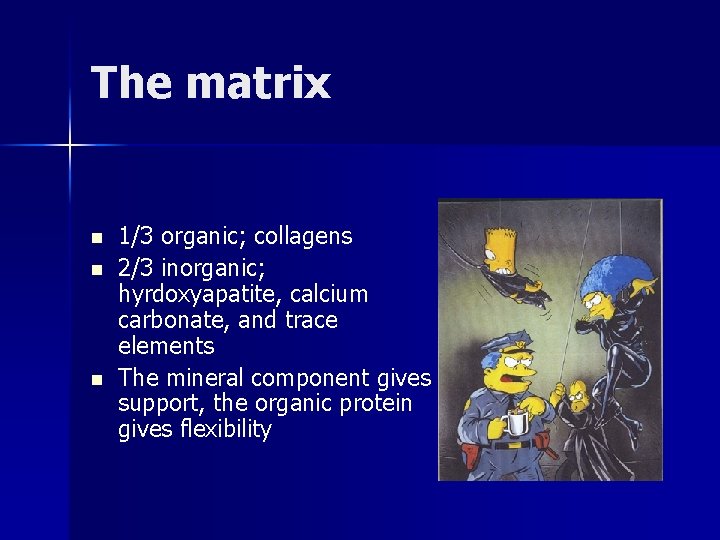 The matrix n n n 1/3 organic; collagens 2/3 inorganic; hyrdoxyapatite, calcium carbonate, and