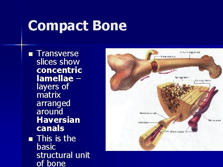 Compact Bone n n Transverse slices show concentric lamellae – layers of matrix arranged