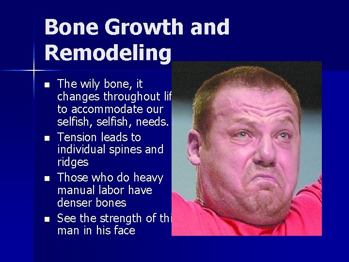 Bone Growth and Remodeling n n The wily bone, it changes throughout life to