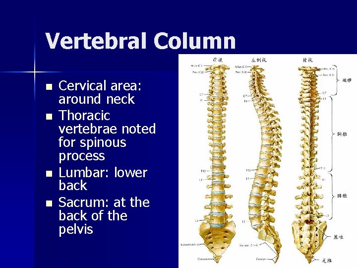 Vertebral Column n n Cervical area: around neck Thoracic vertebrae noted for spinous process
