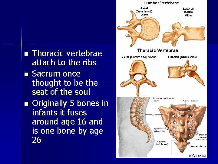 n n n Thoracic vertebrae attach to the ribs Sacrum once thought to be