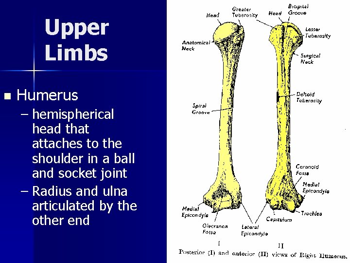 Upper Limbs n Humerus – hemispherical head that attaches to the shoulder in a