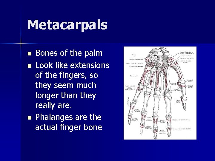 Metacarpals n n n Bones of the palm Look like extensions of the fingers,