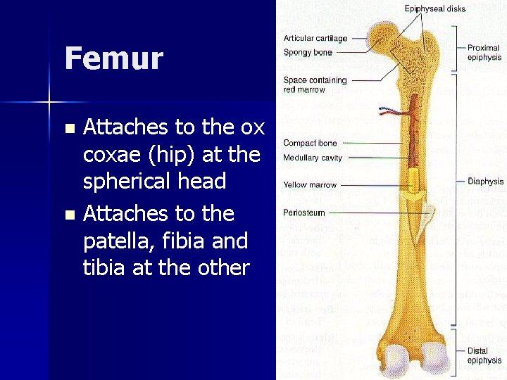 Femur Attaches to the ox coxae (hip) at the spherical head n Attaches to