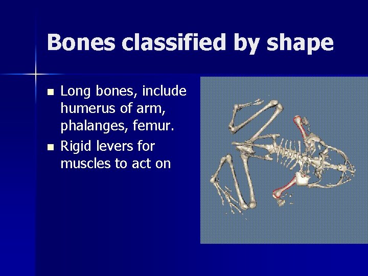 Bones classified by shape n n Long bones, include humerus of arm, phalanges, femur.