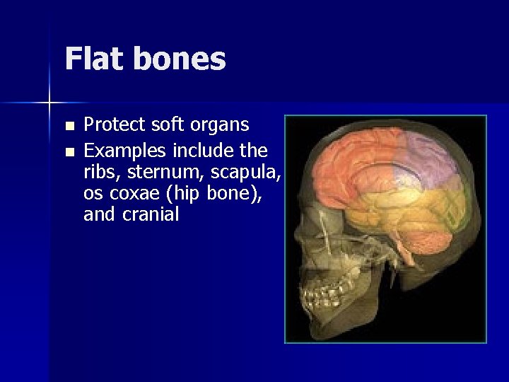 Flat bones n n Protect soft organs Examples include the ribs, sternum, scapula, os