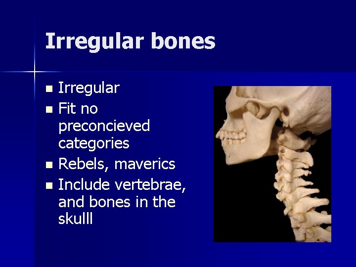 Irregular bones Irregular n Fit no preconcieved categories n Rebels, maverics n Include vertebrae,