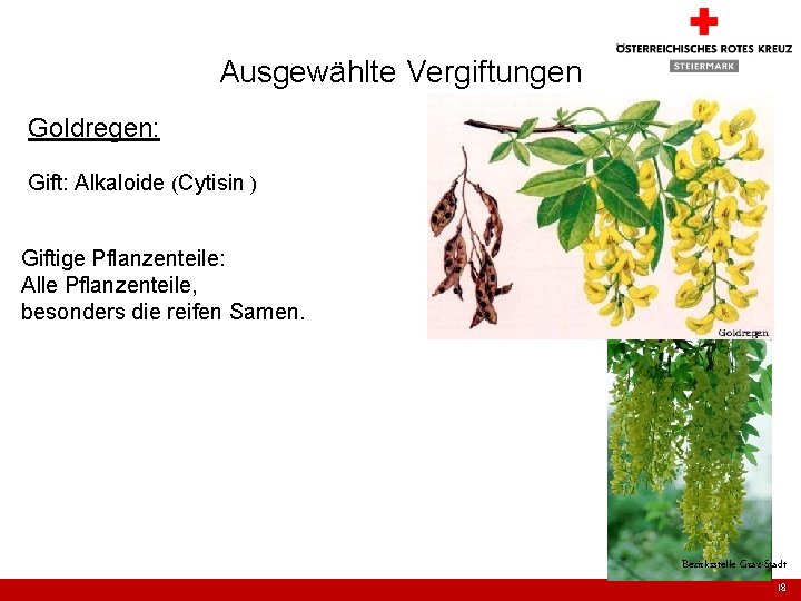 Ausgewählte Vergiftungen Goldregen: Gift: Alkaloide (Cytisin ) Giftige Pflanzenteile: Alle Pflanzenteile, besonders die reifen