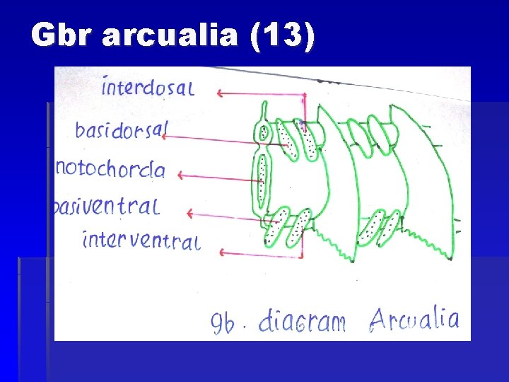 Gbr arcualia (13) 