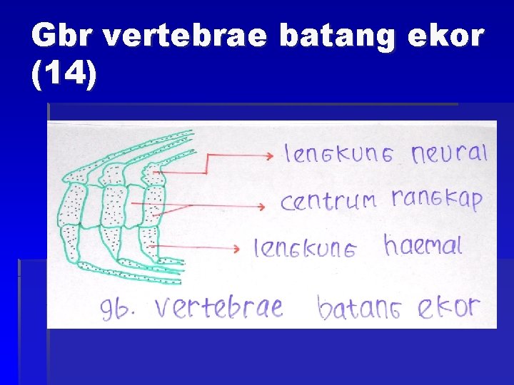 Gbr vertebrae batang ekor (14) 