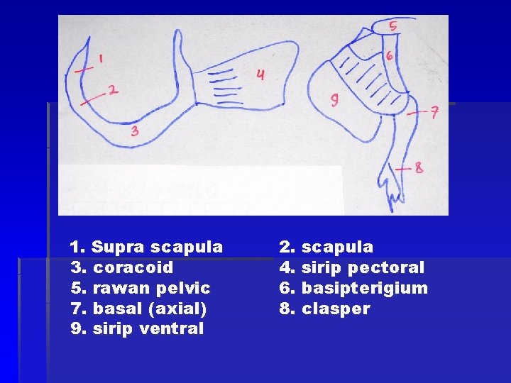 1. Supra scapula 3. coracoid 5. rawan pelvic 7. basal (axial) 9. sirip ventral