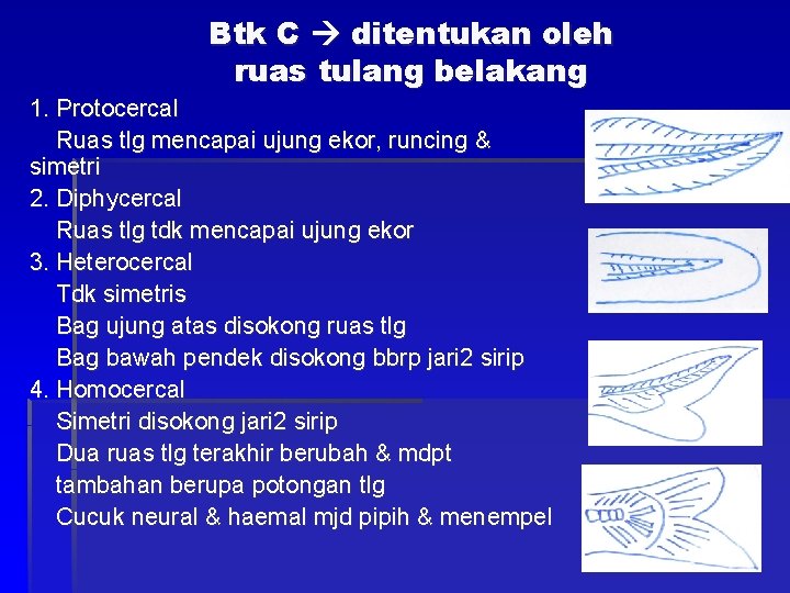 Btk C ditentukan oleh ruas tulang belakang 1. Protocercal Ruas tlg mencapai ujung ekor,