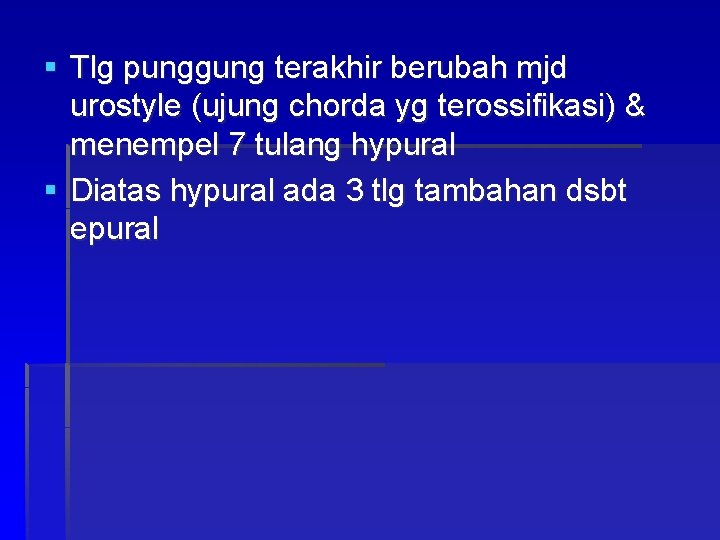 § Tlg punggung terakhir berubah mjd urostyle (ujung chorda yg terossifikasi) & menempel 7