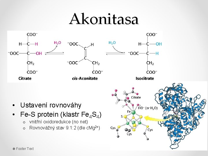 Akonitasa • Ustavení rovnováhy • Fe-S protein (klastr Fe 4 S 4) o vnitřní