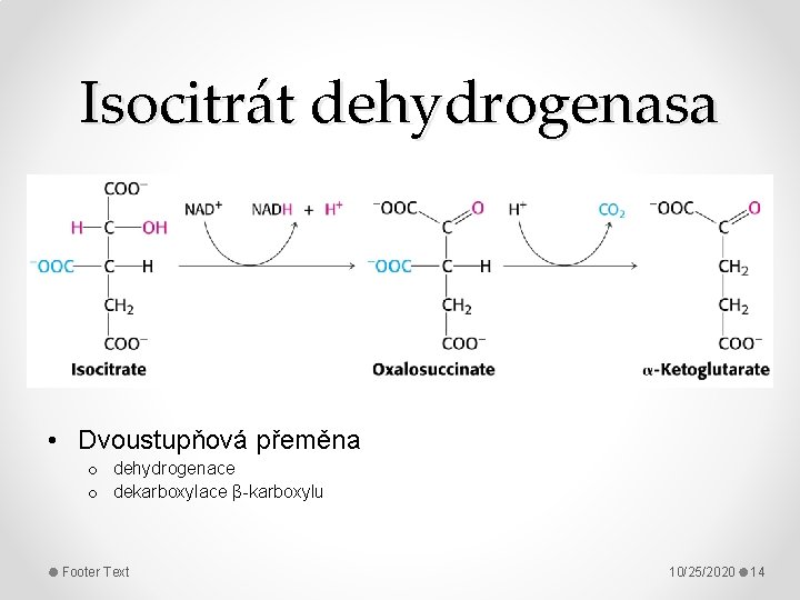 Isocitrát dehydrogenasa • Dvoustupňová přeměna o dehydrogenace o dekarboxylace β-karboxylu Footer Text 10/25/2020 14