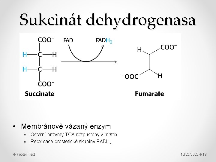 Sukcinát dehydrogenasa • Membránově vázaný enzym o Ostatní enzymy TCA rozpuštěny v matrix o