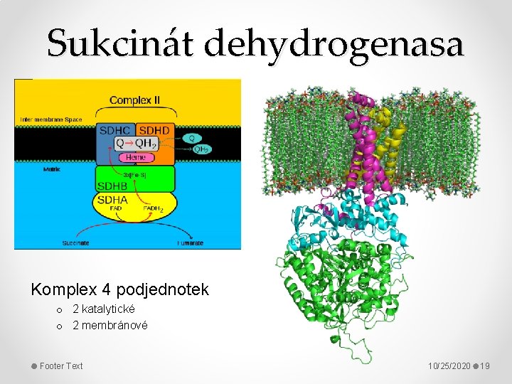 Sukcinát dehydrogenasa Komplex 4 podjednotek o 2 katalytické o 2 membránové Footer Text 10/25/2020