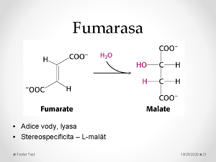 Fumarasa • Adice vody, lyasa • Stereospecificita – L-malát Footer Text 10/25/2020 21 