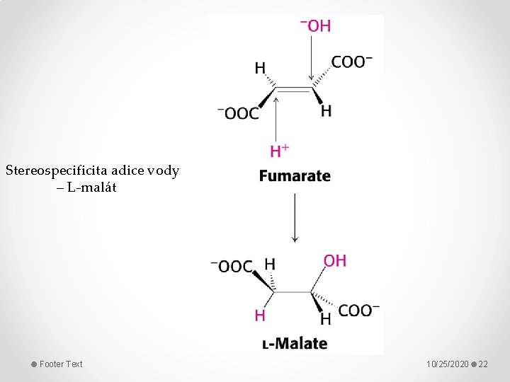 Stereospecificita adice vody – L-malát Footer Text 10/25/2020 22 