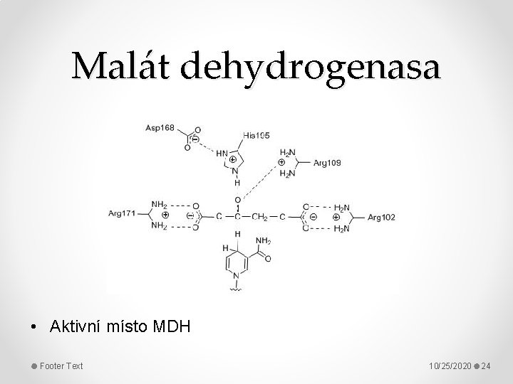 Malát dehydrogenasa • Aktivní místo MDH Footer Text 10/25/2020 24 