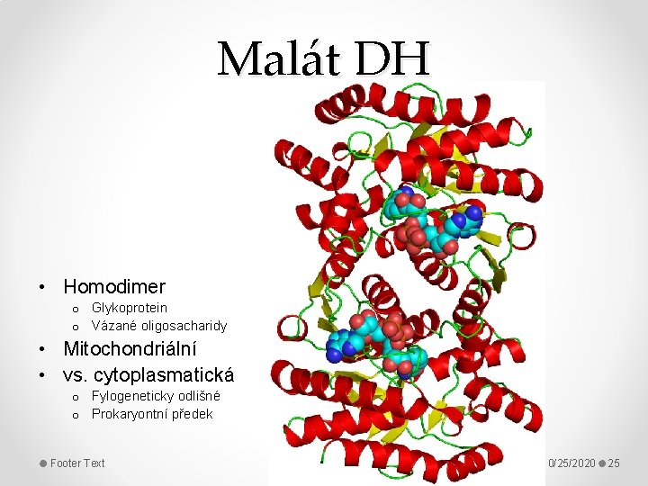 Malát DH • Homodimer o Glykoprotein o Vázané oligosacharidy • Mitochondriální • vs. cytoplasmatická