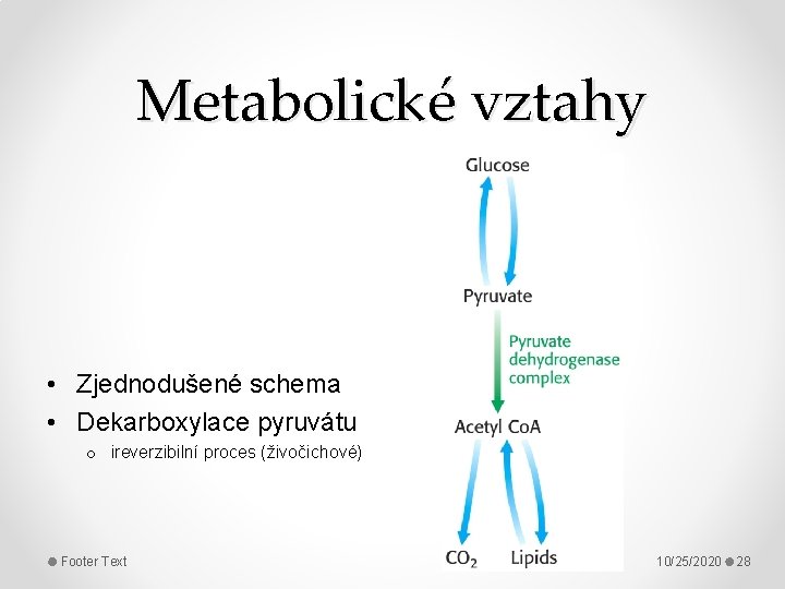 Metabolické vztahy • Zjednodušené schema • Dekarboxylace pyruvátu o ireverzibilní proces (živočichové) Footer Text
