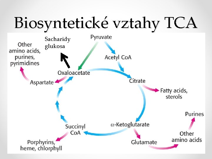 Biosyntetické vztahy TCA • Mm Footer Text Sacharidy glukosa 10/25/2020 30 