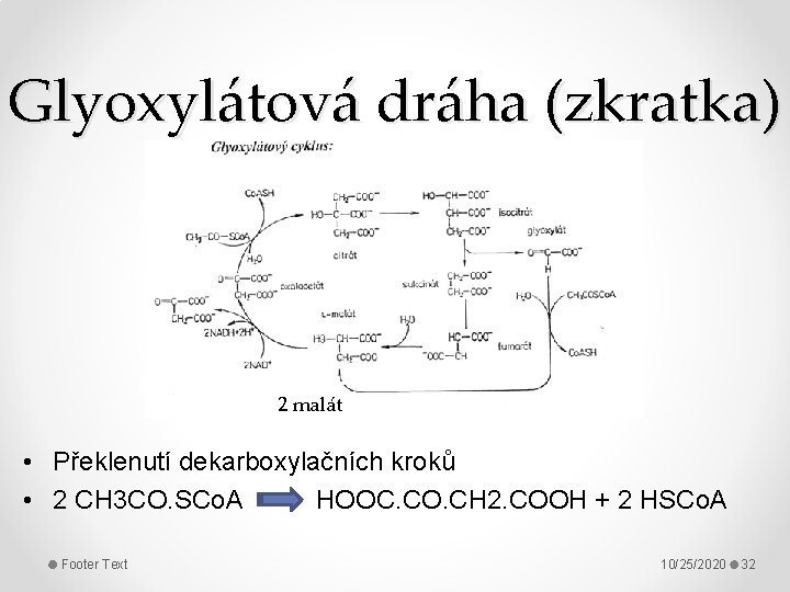Glyoxylátová dráha (zkratka) 2 malát • Překlenutí dekarboxylačních kroků • 2 CH 3 CO.