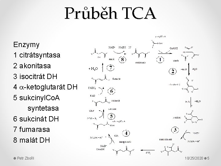 Průběh TCA Enzymy 1 citrátsyntasa 2 akonitasa 3 isocitrát DH 4 -ketoglutarát DH 5