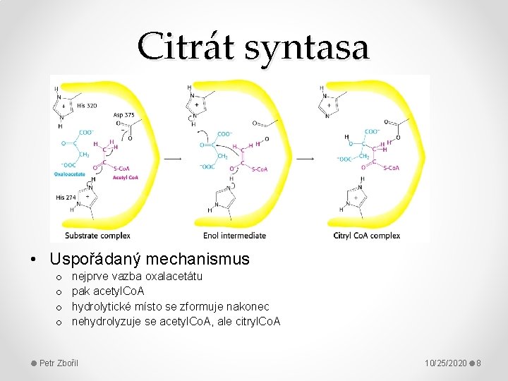 Citrát syntasa • Uspořádaný mechanismus o o nejprve vazba oxalacetátu pak acetyl. Co. A