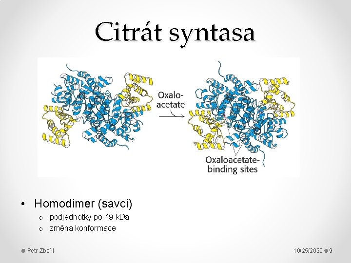 Citrát syntasa • Homodimer (savci) o podjednotky po 49 k. Da o změna konformace