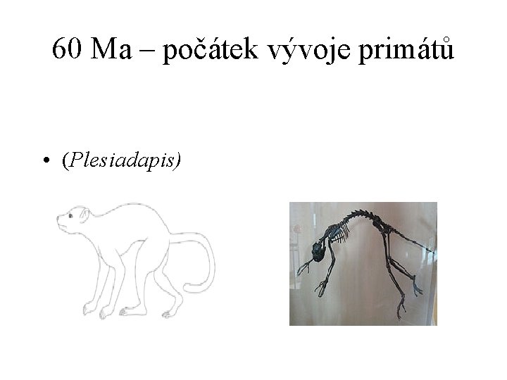 60 Ma – počátek vývoje primátů • (Plesiadapis) 