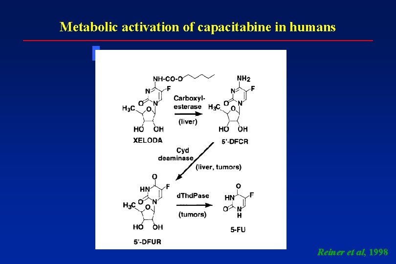 Metabolic activation of capacitabine in humans Reiner et al, 1998 