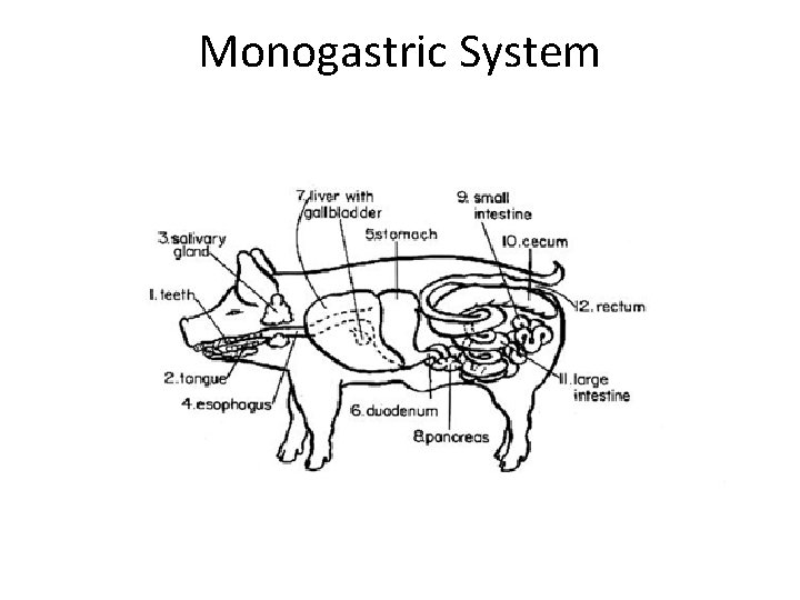 Monogastric System 