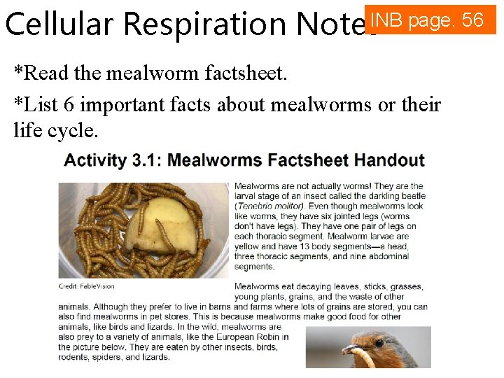 Cellular Respiration Notes. INB page. 56 *Read the mealworm factsheet. *List 6 important facts