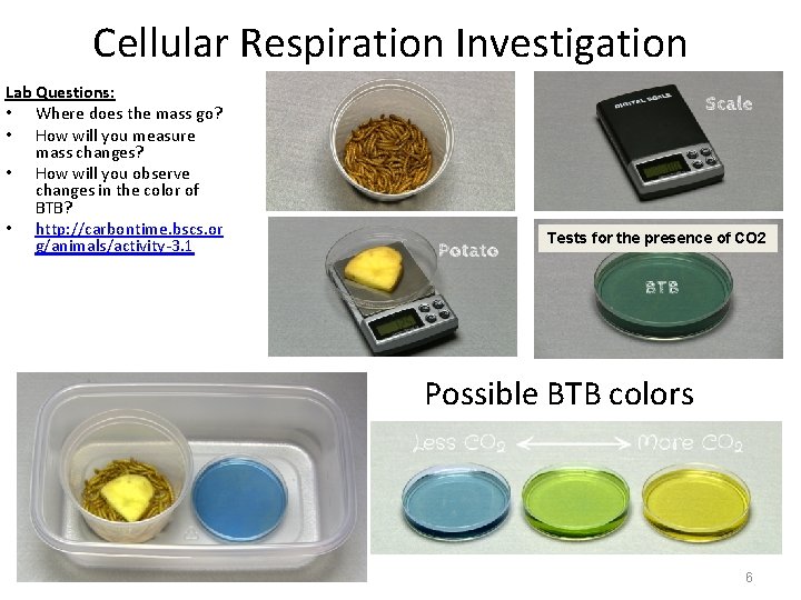 Cellular Respiration Investigation Lab Questions: • Where does the mass go? • How will