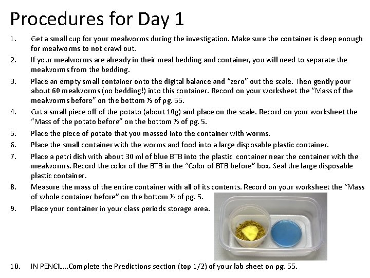 Procedures for Day 1 1. 9. Get a small cup for your mealworms during