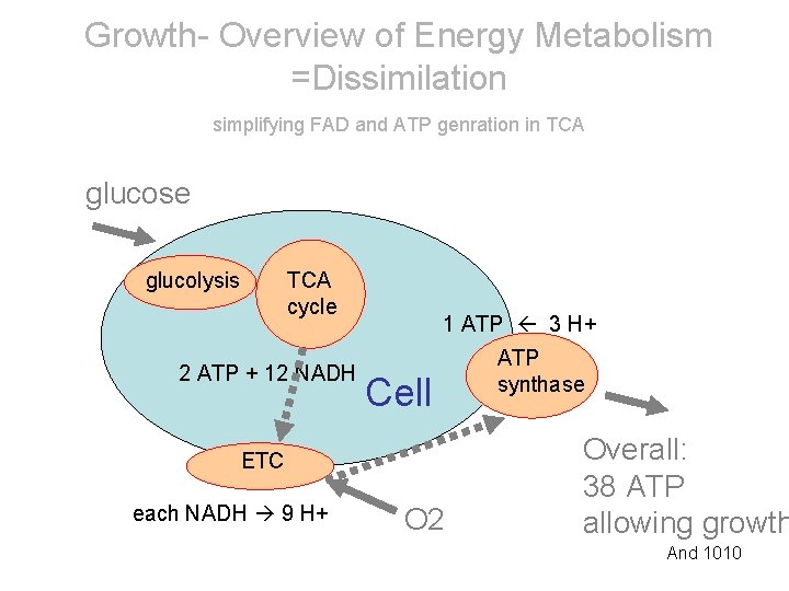 Growth- Overview of Energy Metabolism =Dissimilation simplifying FAD and ATP genration in TCA glucose