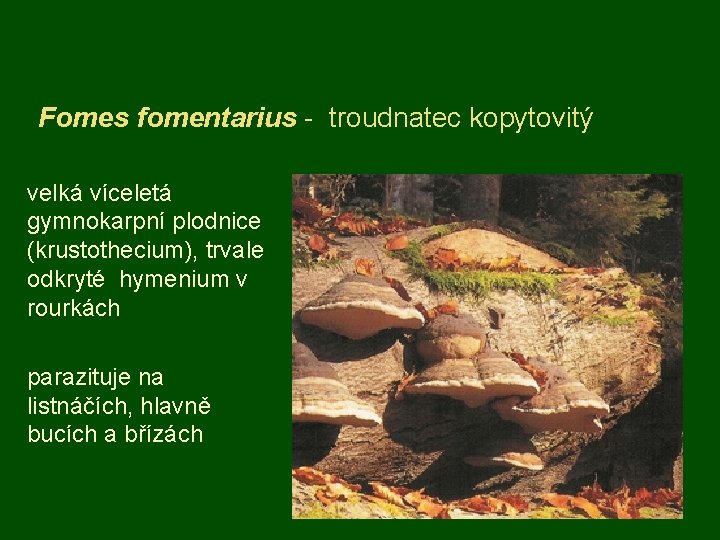 Fomes fomentarius - troudnatec kopytovitý velká víceletá gymnokarpní plodnice (krustothecium), trvale odkryté hymenium v