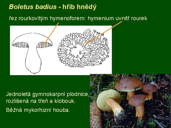 Boletus badius - hřib hnědý řez rourkovitým hymenoforem: hymenium uvnitř rourek Jednoletá gymnokarpní plodnice,