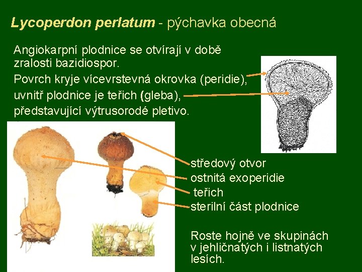 Lycoperdon perlatum - pýchavka obecná Angiokarpní plodnice se otvírají v době zralosti bazidiospor. Povrch