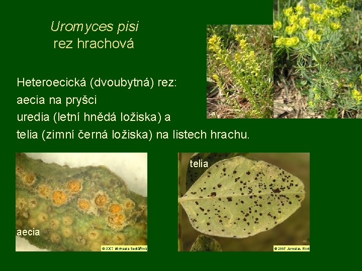 Uromyces pisi rez hrachová Heteroecická (dvoubytná) rez: aecia na pryšci uredia (letní hnědá ložiska)
