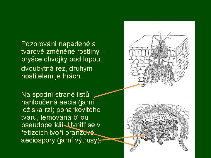 Pozorování napadené a tvarově změněné rostliny pryšce chvojky pod lupou; dvoubytná rez, druhým hostitelem