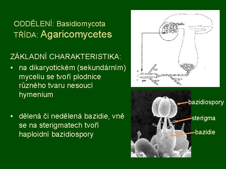 ODDĚLENÍ: Basidiomycota TŘÍDA: Agaricomycetes ZÁKLADNÍ CHARAKTERISTIKA: • na dikaryotickém (sekundárním) myceliu se tvoří plodnice