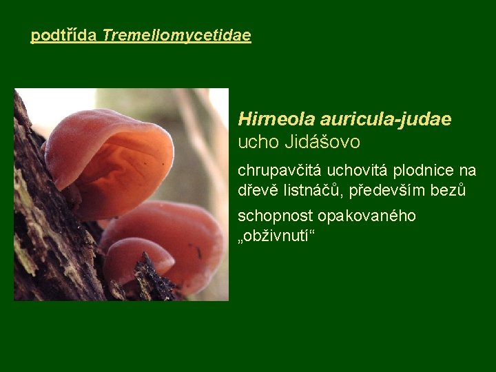 podtřída Tremellomycetidae Hirneola auricula-judae ucho Jidášovo chrupavčitá uchovitá plodnice na dřevě listnáčů, především bezů