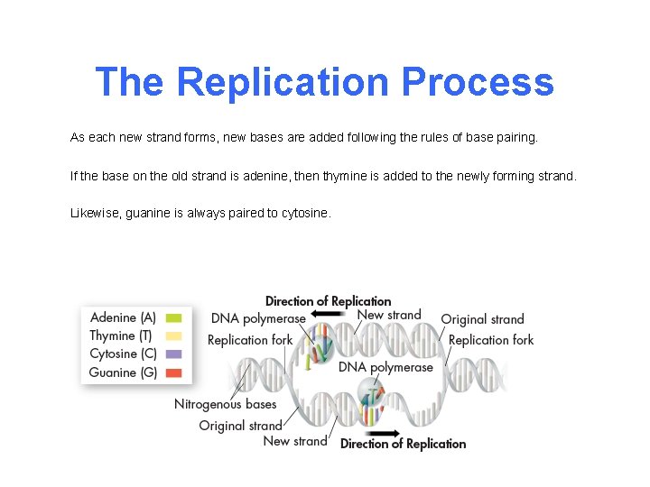 The Replication Process As each new strand forms, new bases are added following the