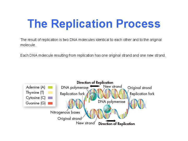 The Replication Process The result of replication is two DNA molecules identical to each