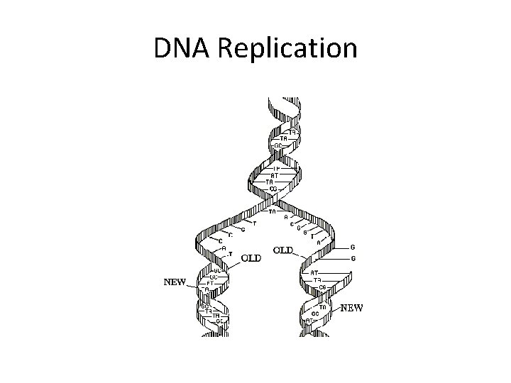 DNA Replication 
