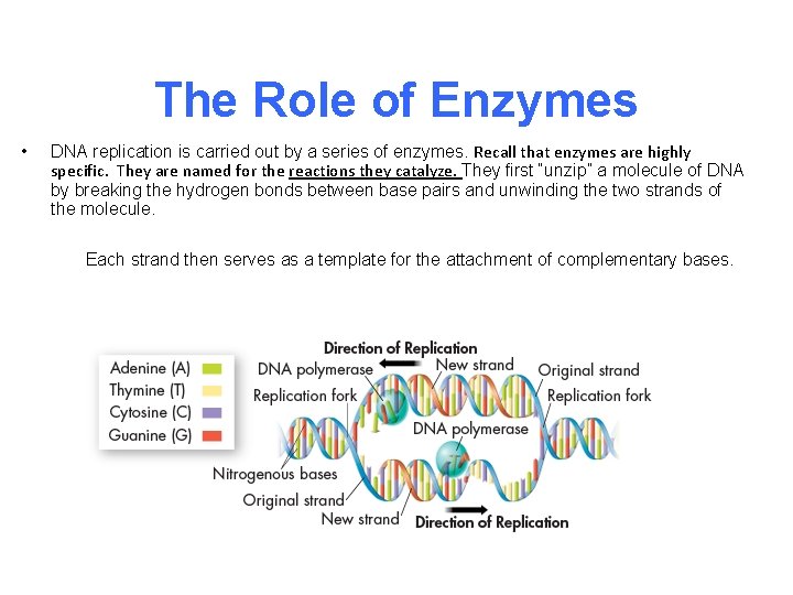 The Role of Enzymes • DNA replication is carried out by a series of